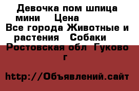 Девочка пом шпица мини  › Цена ­ 30 000 - Все города Животные и растения » Собаки   . Ростовская обл.,Гуково г.